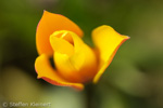063 kleine Tulpe, Tulipa