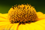 077 Garten-Sonnenauge, Heliopsis helianthoides