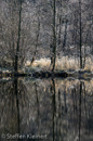 Harz 008, Okerstausee, bereifte Baeume, Spiegelung, reflection