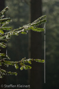 Harz 128 Wald, wood, Raureif, frost, Gegenlicht