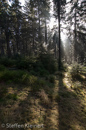 Harz 129 Wald, wood, Raureif, frost, Gegenlicht