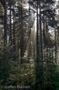 Harz 130 Wald, wood, Raureif, frost, Gegenlicht