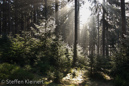 Harz 131 Wald, wood, Raureif, frost, Gegenlicht