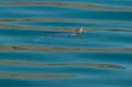 006 Kreta, Kournas-See, Westkaspische Schildkroete, Pond turtle, Mauremys rivulata