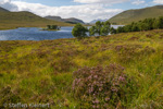 0783 Schottland, Highlands, Loch Droma