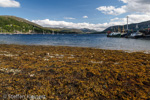 0810 Schottland, Highlands, Loch Broom, Ullapool