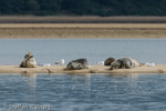 1161 Schottland, Kegelrobben, Seehunde, Seals