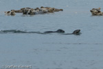 1189 Schottland, Kegelrobben, Seehunde, Seals