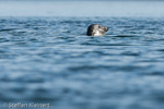 1422 Schottland, Kegelrobben, Seehunde, Seals