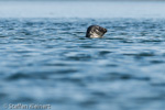 1425 Schottland, Kegelrobben, Seehunde, Seals