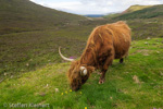 2369 Schottland, Skye, Schottisches Highlandrind