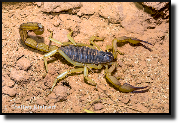 Haariger Wüstenskorpion, Desert Hairy Scorpion, Hadrurus arizonensis, Grand Canyon, USA