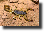 Haariger Wüstenskorpion, Desert Hairy Scorpion, Hadrurus arizonensis, Grand Canyon, USA