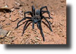 Wüsten Tarntel, Western desert tarantula, Aphonopelma Chalcodes, Grand Canyon, Arizona, USA