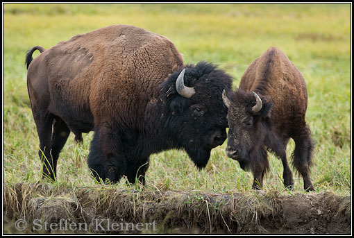 Amerikanischer Bison, Buffalo, Bison bison