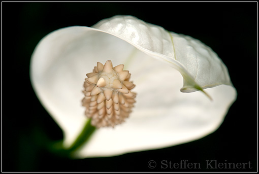 Einblatt o. Blattfahne, Snowflower, Spathiphyllum floribundum