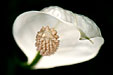 Seidenblatt o. Einblatt o. Blattfahne, Snowflower, Spathiphyllum floribundum