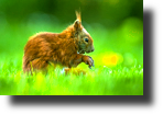 Eichhörnchen, Red squirrel, Sciurus vulgaris