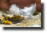 Vogelfeder Detail, Birth feather