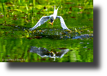 Flussseeschwalbe jagt, Common Tern hunting, Sterna hirundo, Sieger Fotowettbewerb Botanischer Garten Kiel 2019