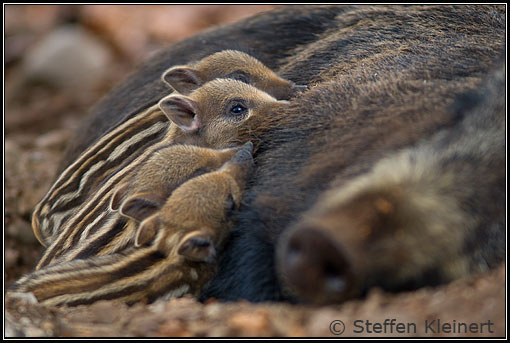 Wildschweine - Frischlinge - Sus scrofa