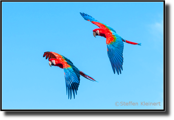 Grünflügelara, Green-winged macaw, Ara chloroptera