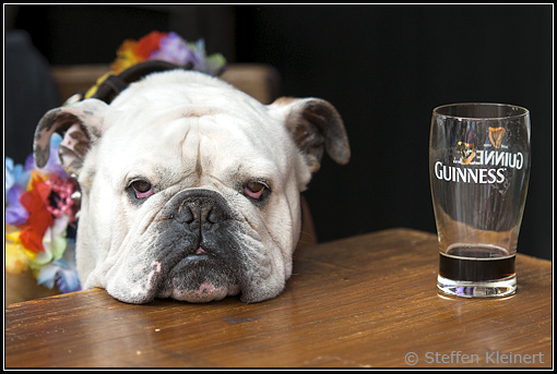 Englische Bulldogge, English Bulldog mit Guinness
