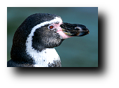 Humboldt-Pinguin, Spheniscus humboldti