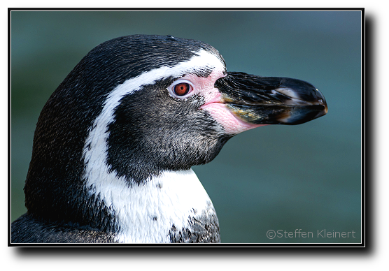 Humboldt-Pinguin, Spheniscus humboldti
