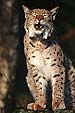 Luchs, Lynx lynx