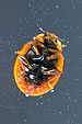 Marienkaefer, Ladybird Beetle, Coccinellidae