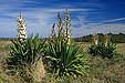 Palmlilie, Yucca filamentosa