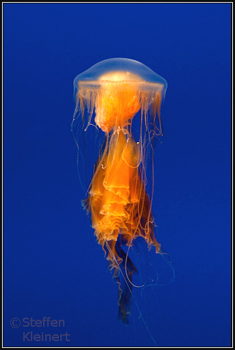 Kamtschatka-Qualle - Phacellophora camtschatica - Spiegelei-Qualle - Eigelb-Qualle - Fried egg jellyfish or Egg-yolk jellyfish