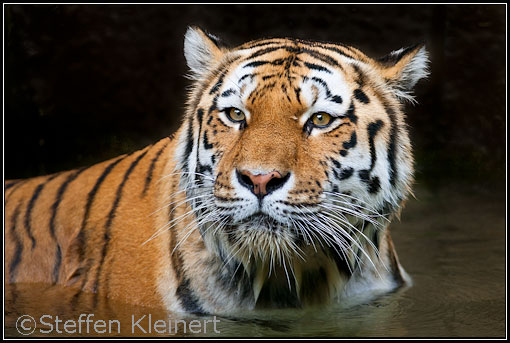 Sibirischer Tiger, Amur-Tiger, Panthera tigris altaica