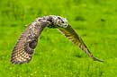 Uhu, Eurasian Eagle Owl, Bubo bubo